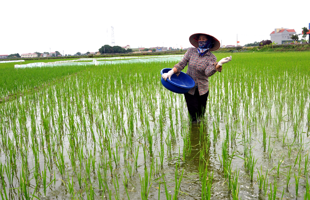Sở Nông nghiệp và PTNT: Tập trung chăm sóc phòng trừ sâu bệnh hại lúa Chiêm Xuân